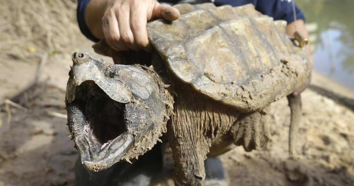 Bí ẩn loài rùa có cú cắn mạnh gấp 6 lần cá mập - Tuổi Trẻ Online