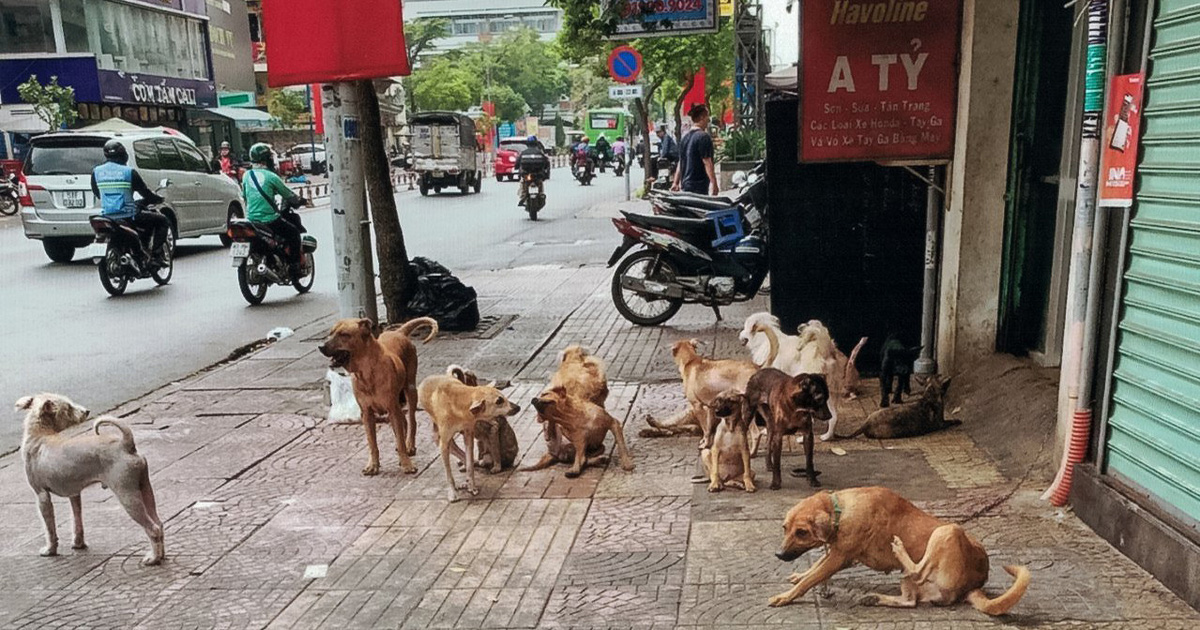 tuoitre.vn