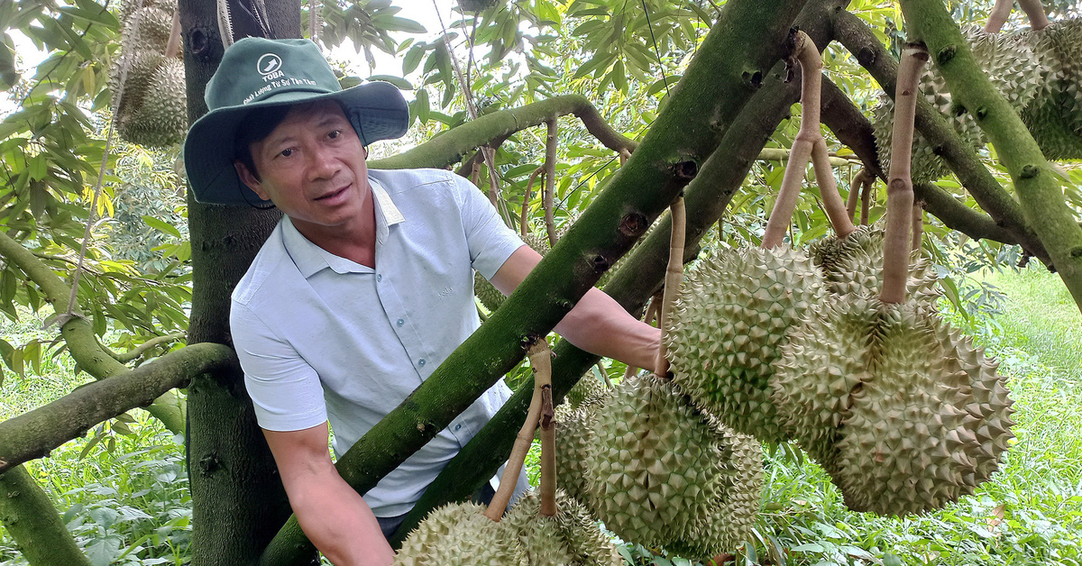 tuoitre.vn