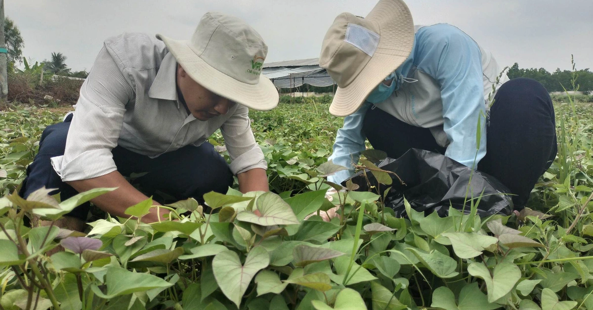Nông dân tái sản xuất, tập làm khoai lang tím VietGAP xuất khẩu - Tuổi ...