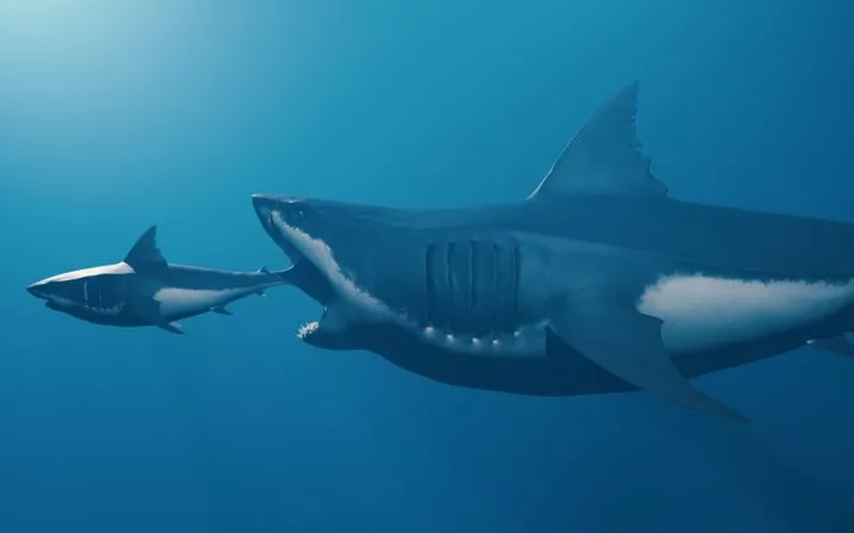 Hé lộ bí mật mới về 'siêu quái vật' Megalodon