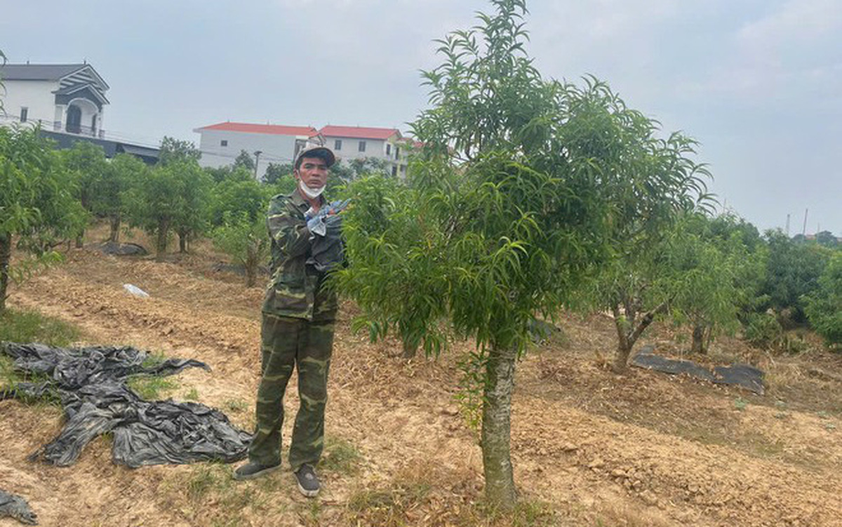 Phá hàng trăm cây đào của hàng xóm vì đẹp hơn đào nhà mình