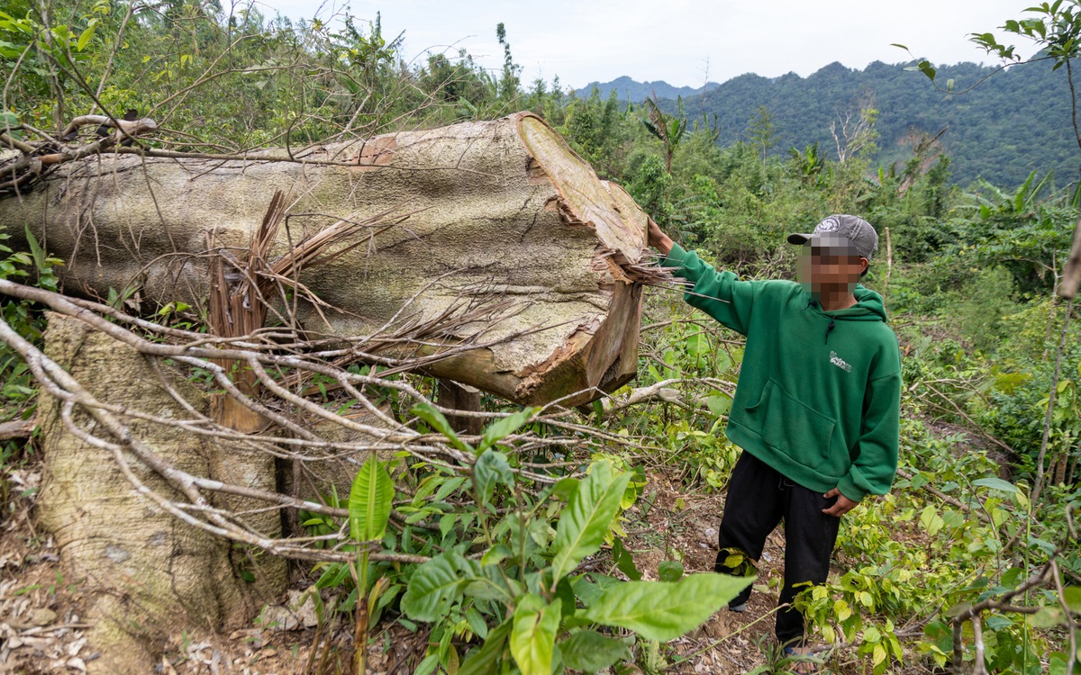 Hiện trường rừng tự nhiên hàng trăm cây to 2-3 người ôm bị chặt phá không thương tiếc