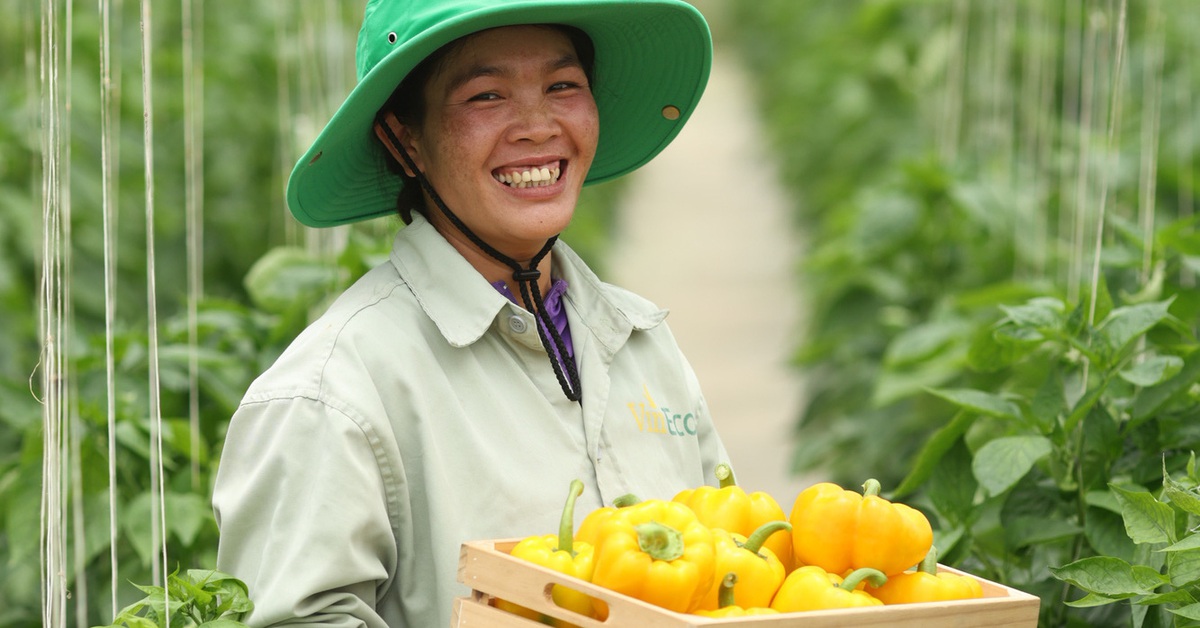 WinEco mang nông nghiệp bền vững cải thiện đời sống địa phương