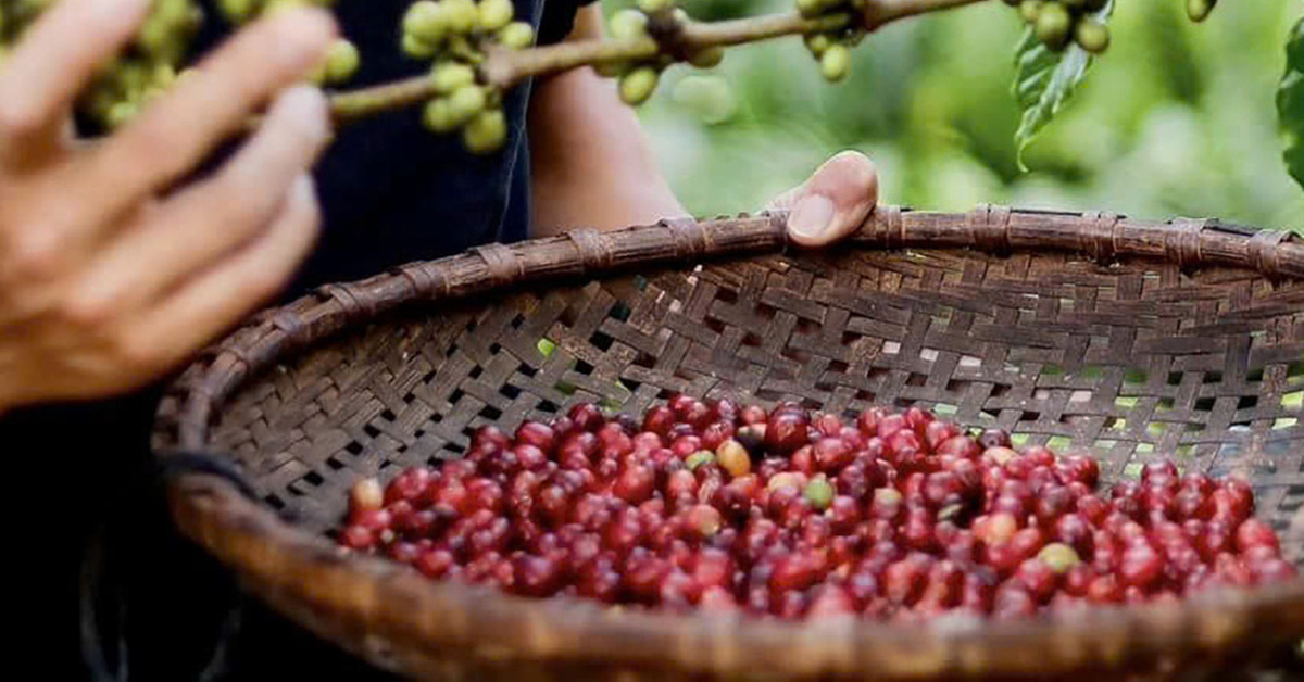 Cà phê Việt rất ngon, lại đang 'một mình một chợ' nên có thể tự tin vào giá