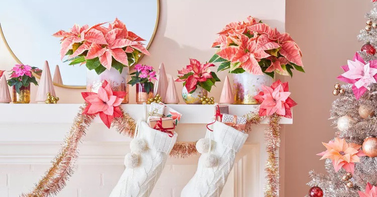 Các bảng màu Giáng sinh 2024: Thắm đỏ, Tuyết trắng, Đỏ phấn, Xanh non, Vàng kem và Tím sẫm.