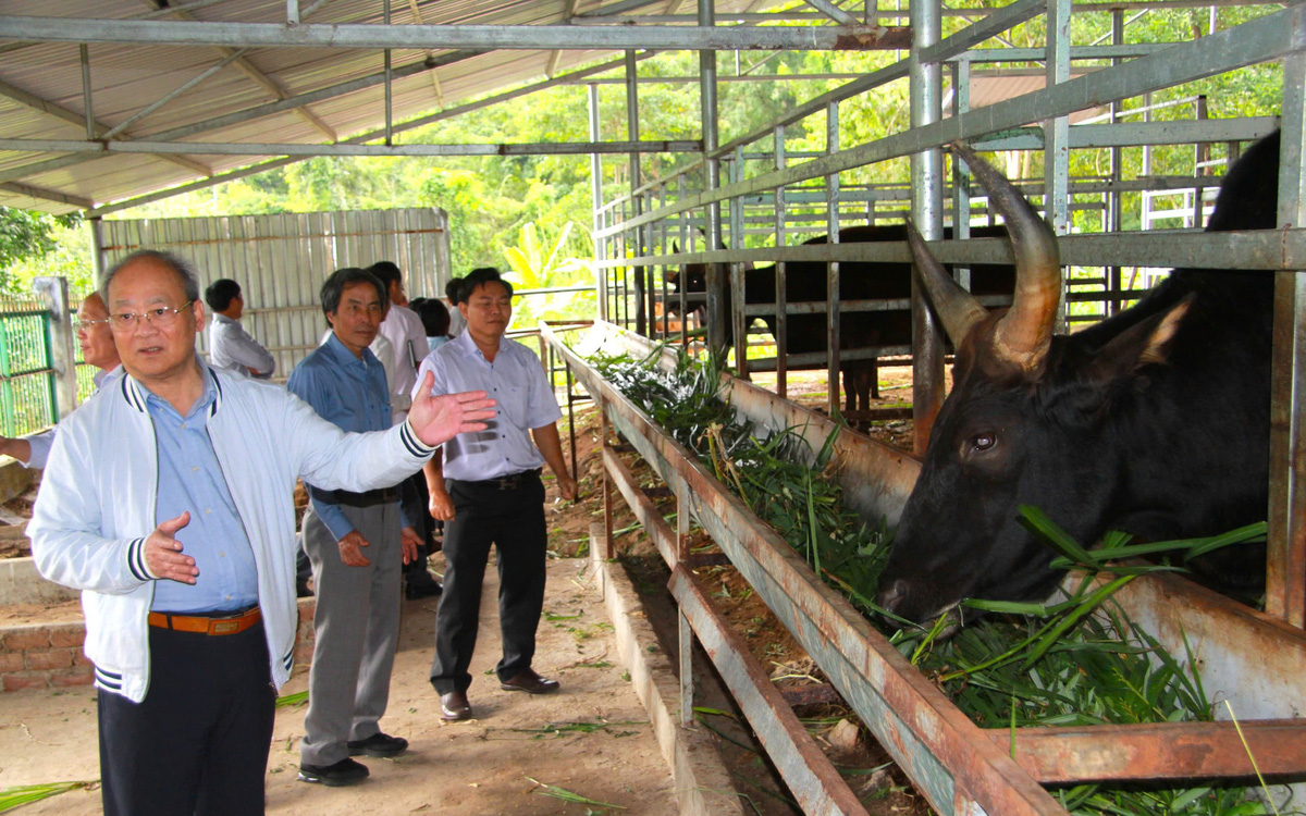 Khó khăn trong bảo tồn, nhân giống nguồn gene bò tót lai quý hiếm