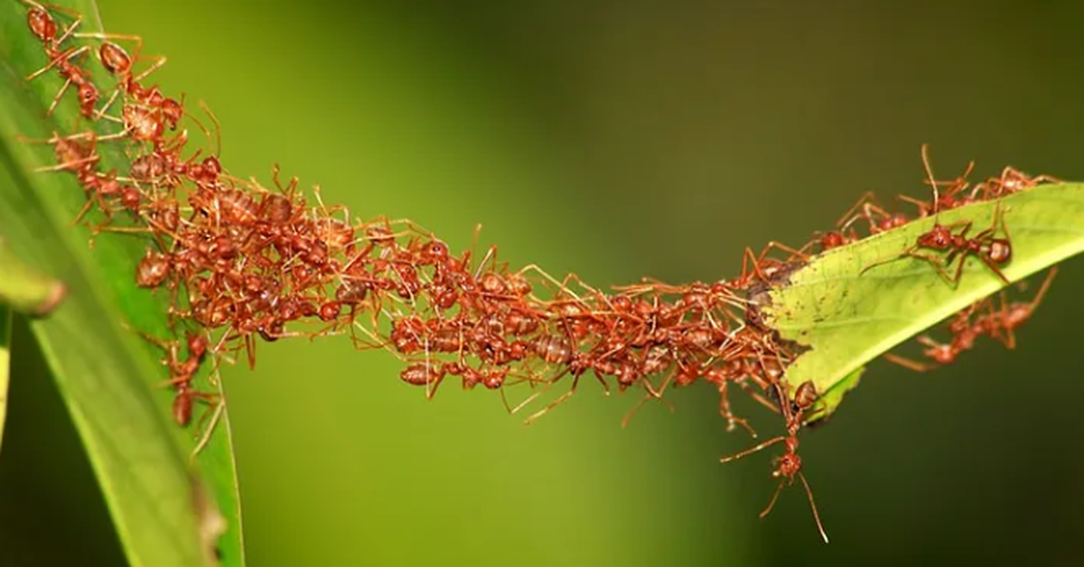 Loài côn trùng nào thông minh nhất?