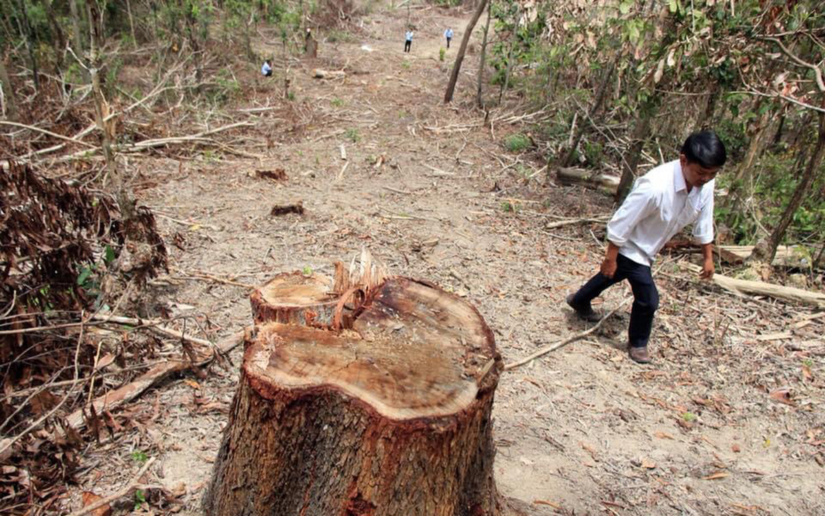 Công an Đắk Lắk mở chuyên án chống phá rừng, khởi tố 40 vụ án