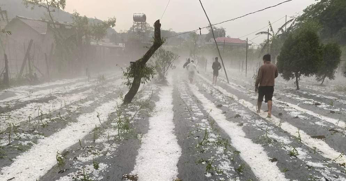 tuoitre.vn