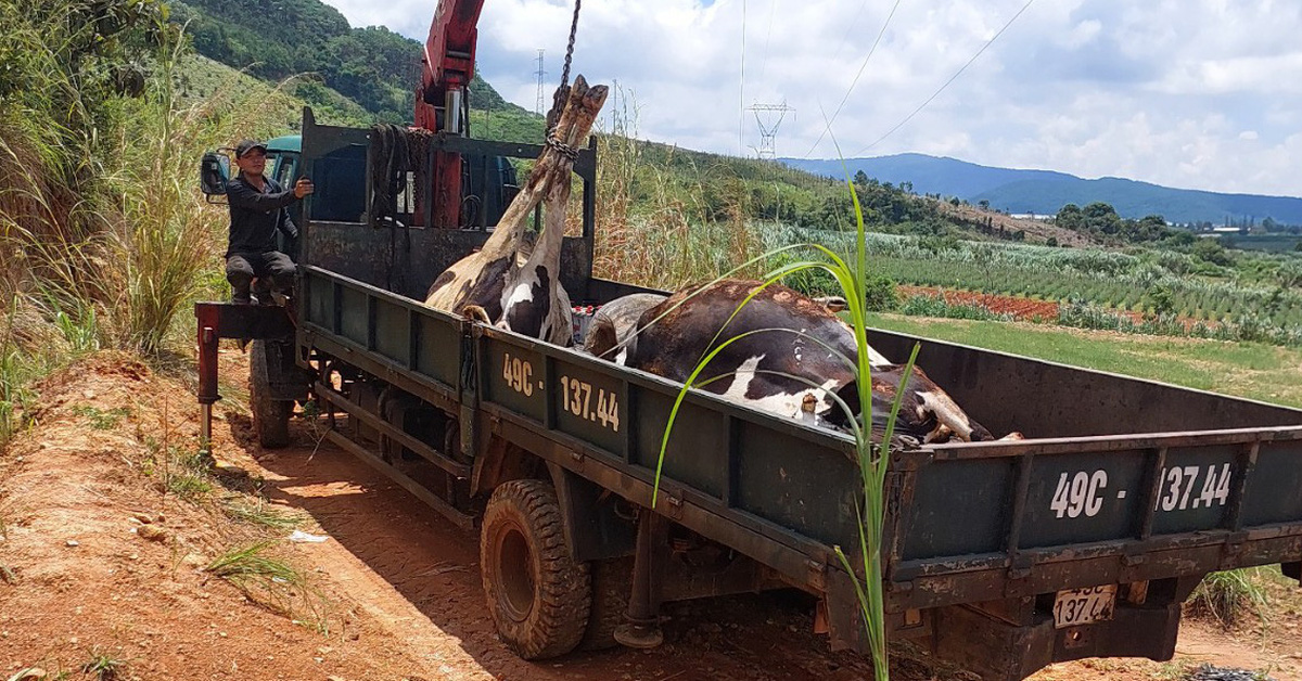 Vụ hàng trăm bò sữa chết: Lần đầu tiên tiêm vắc xin viêm da nổi cục của Navetco tại Lâm Đồng