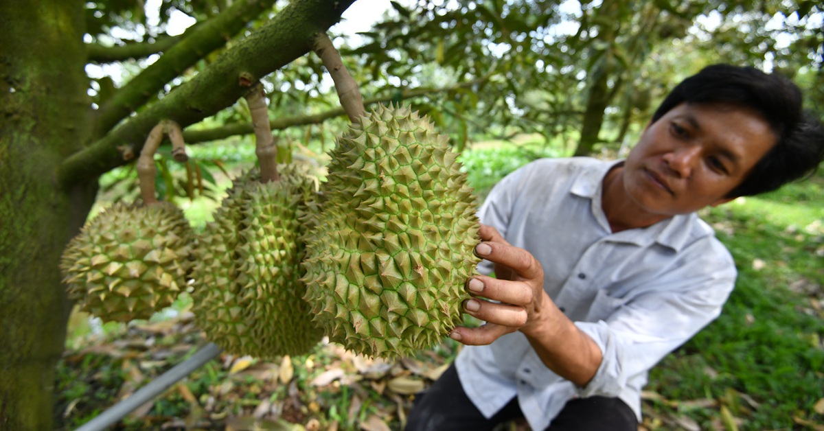 Sầu riêng 30.000 đồng/trái tràn xuống lề đường: Thực hư thế nào?
