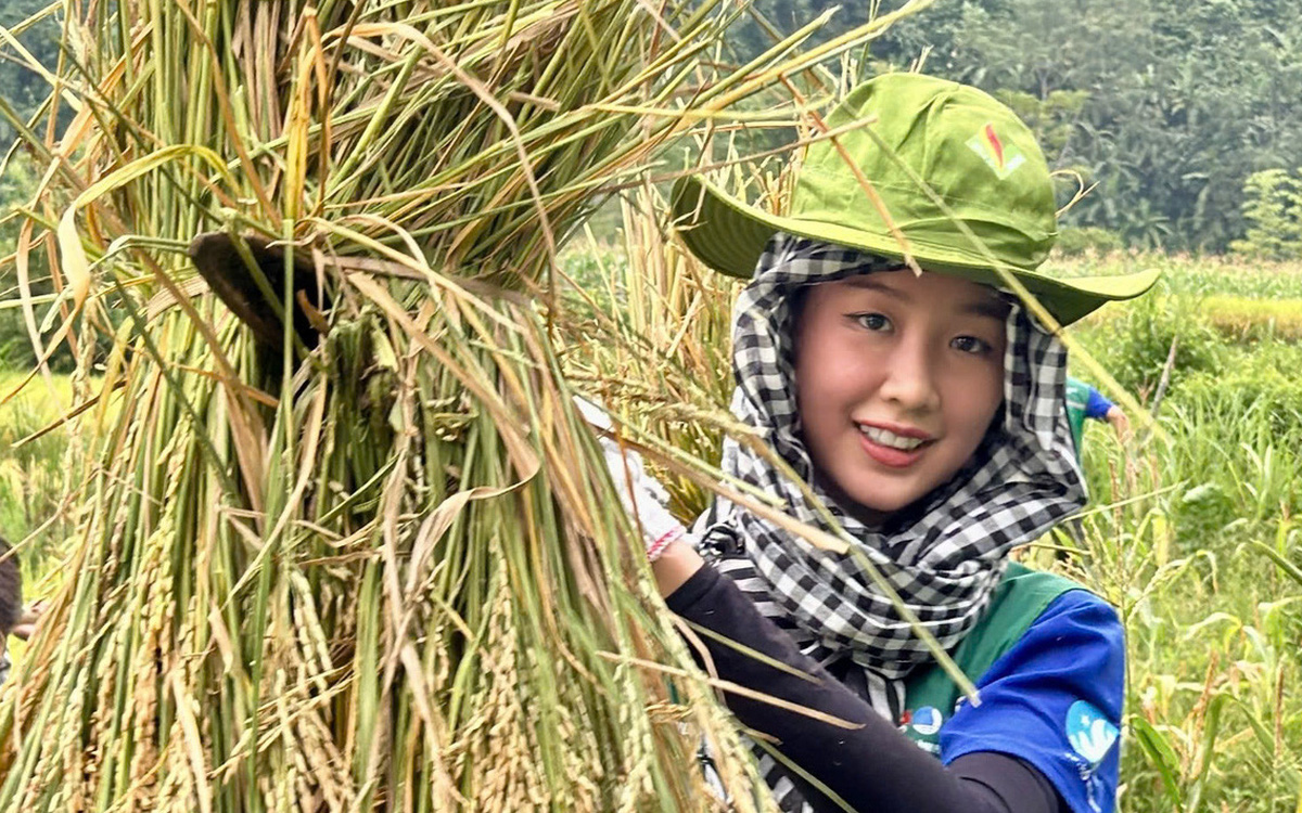 Thùy Tiên, Kỳ Duyên, Bảo Ngọc về vùng bão lũ thu hoạch lúa, sửa chữa nhà giúp dân