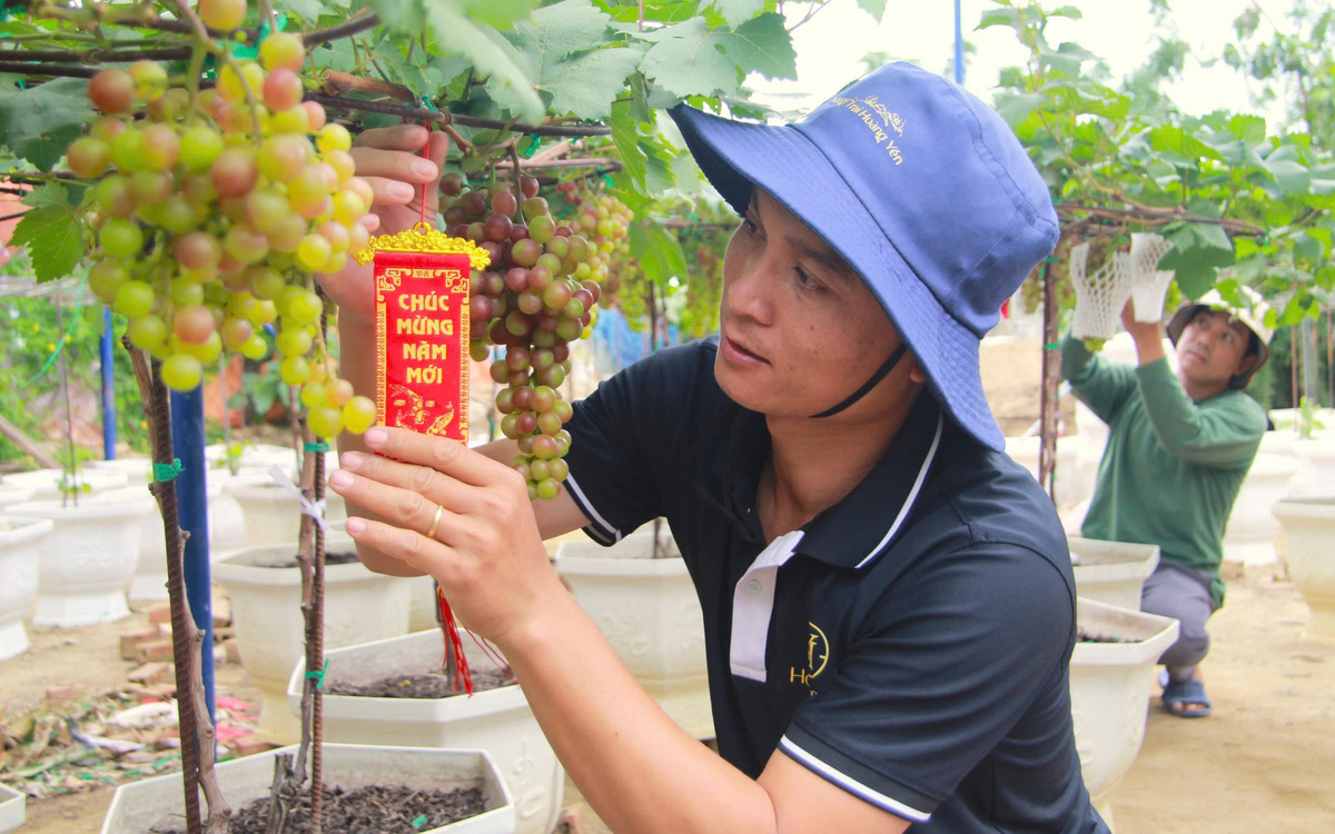 Nho cảnh ‘siêu trái’ ở Ninh Thuận giá cao vẫn cháy hàng dịp Tết