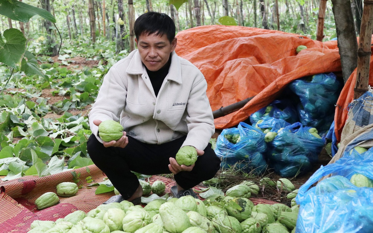 Su su rớt giá thảm còn 300 đồng/kg, nông dân Nghệ An đổ đầy ruộng