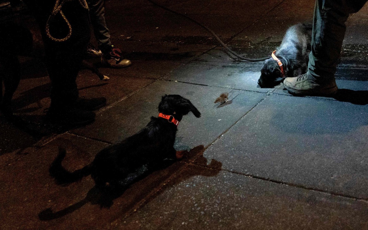 Biến đổi khí hậu làm gia tăng số lượng chuột trên khắp thế giới