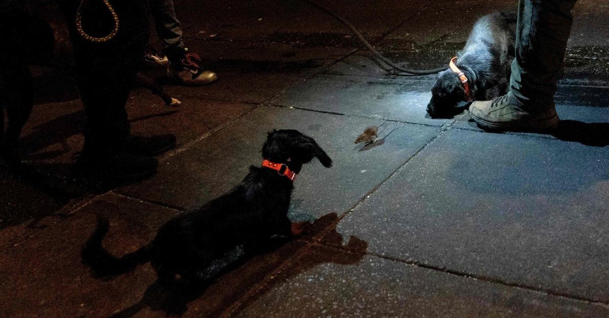 Biến đổi khí hậu làm gia tăng số lượng chuột trên khắp thế giới