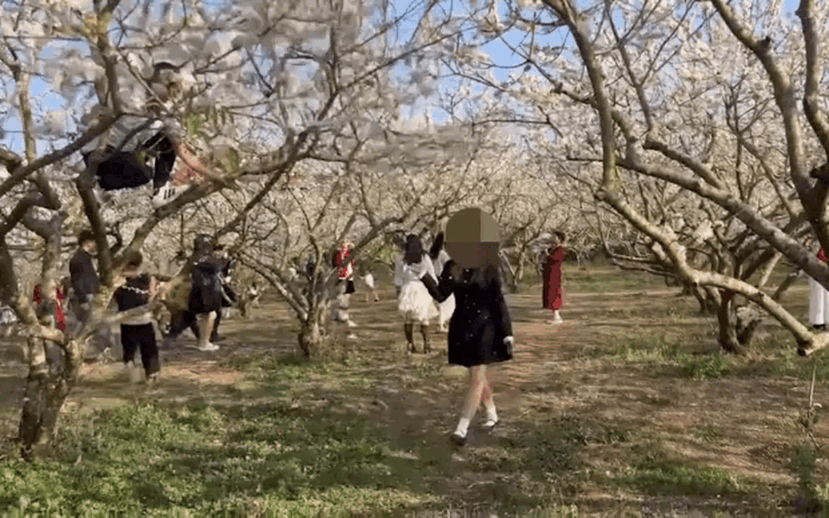 Nam du khách trèo cây tạo 'cơn mưa hoa mận' cho bạn gái chụp ảnh, chủ vườn nói quả đậu giảm 80%