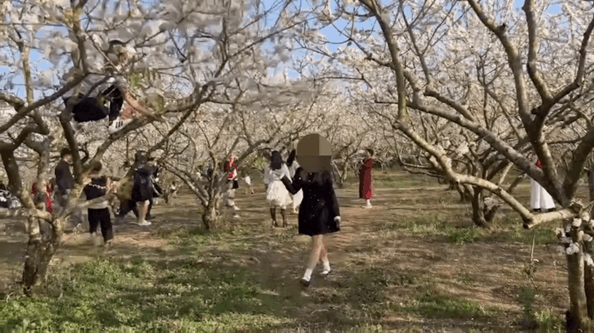 Khách rung cây mận để chụp ảnh: Chắc không nhớ bài ‘bông hoa này là của chung’