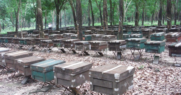 Có phương pháp nào để ứng dụng mật ong Việt vào chế biến thực phẩm?