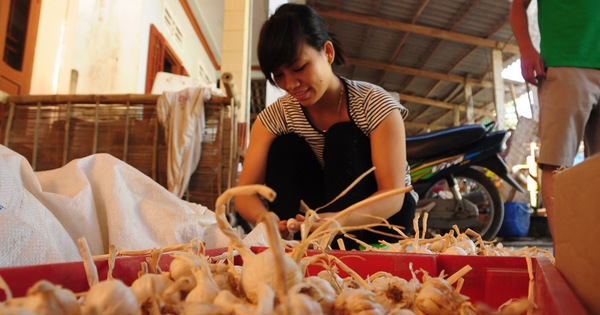 'Chém gió' về tỏi Lý Sơn ở 'Thương vụ bạc tỉ' bị phản ứng dữ dội