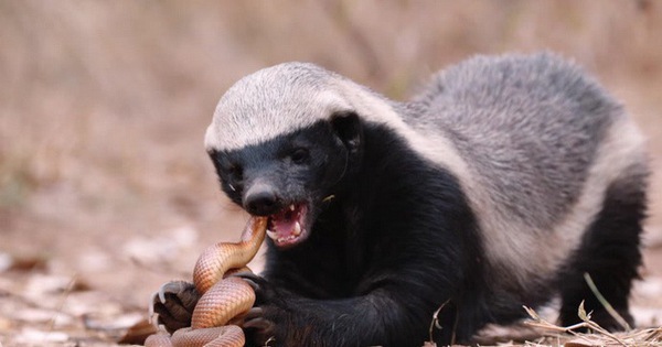 Honey Badger là con gì? Khám phá loài động vật dũng cảm nhất thế giới