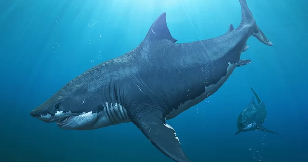 58 ý tưởng hay nhất về Cá mập xanh | cá mập, chibi, đang yêu