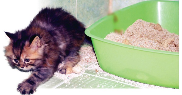 4 điều cần biết về cát vệ sinh mèo