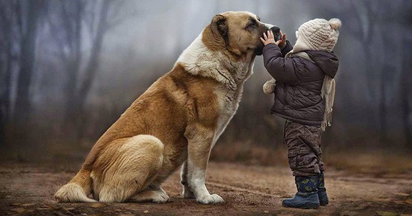 Chó cưng và ngôn ngữ cử chỉ: Bạn sẽ bất ngờ khi thấy những hành động đáng yêu và thông minh của chó cưng thông qua ngôn ngữ cử chỉ. Hãy cùng xem những hình ảnh này để hiểu rõ hơn về cách chó cưng tương tác và truyền đạt cảm xúc với chủ của chúng.