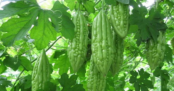 What are the benefits of cooking khổ qua (bitter melon) for drinking purposes?