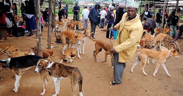 Vòng quanh thế giới thịt chó - kỳ 3: Món chó ở châu Phi và Thụy Sĩ