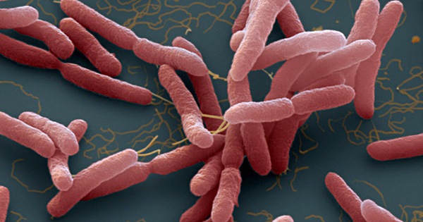 Vi khuẩn Whitmore là gì và có khả năng ăn thịt người không? Làm sao để ngăn chặn vi khuẩn này?
