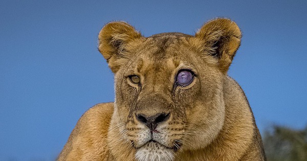 Mắt sư tử có thể chuyển màu xanh trong một số trường hợp đặc biệt không?