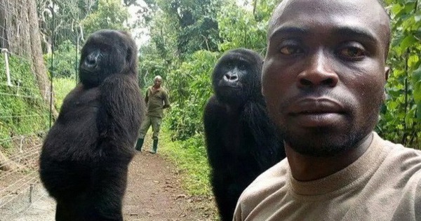 Khỉ đột tạo dáng chụp ảnh selfie cùng kiểm lȃm