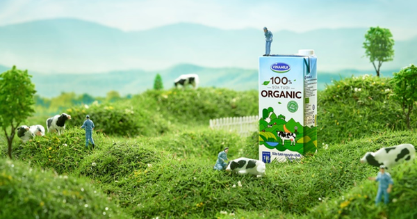 Vinamilk đạt chứng nhận trang trại bò sữa Organic đầu tiên tại Việt Nam
