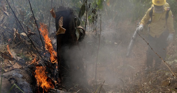 Cháy rừng Amazon ảnh hưởng gì đến thế giới?