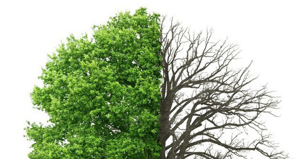 Các loại cây xanh nào có khả năng hấp thụ khí CO2 hiệu quả nhất?