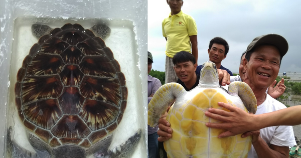 Bắt được rùa quý có người trả chục triệu không bán, đem thả về biển ...