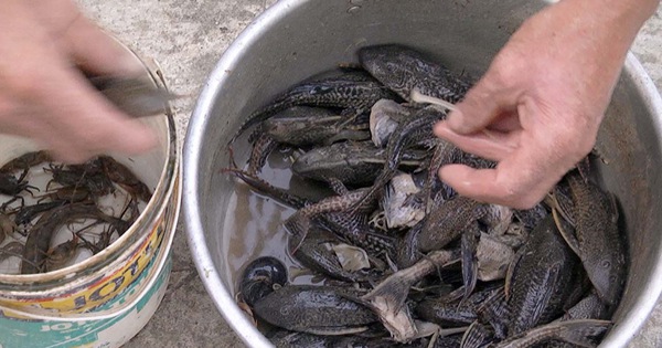 Khi nông dân, ngư dân ngán ngẩm, 'căm ghét' cá lau kiếng