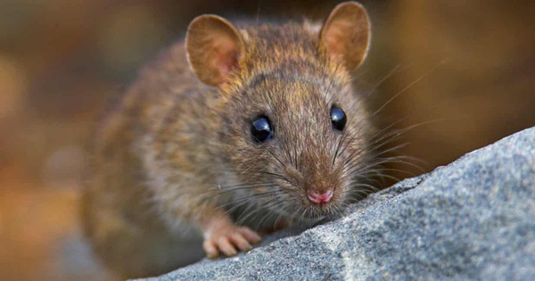 Nơi duy nhất trên thế giới 'quét sạch' loài chuột - Tuổi Trẻ Online