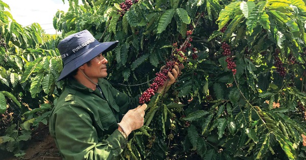 Mở rộng diện tích cây trồng xen trong vườn cà phê vùng Tây Nguyên