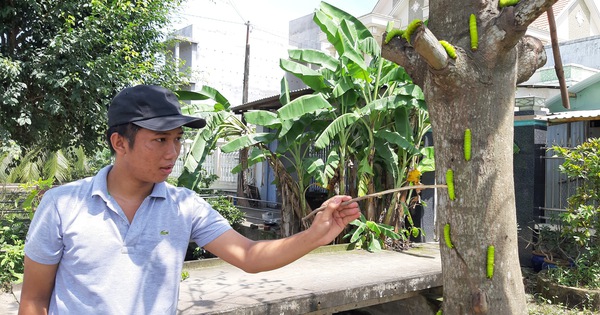 Hà Nội mùa lá bàng chuyển màu