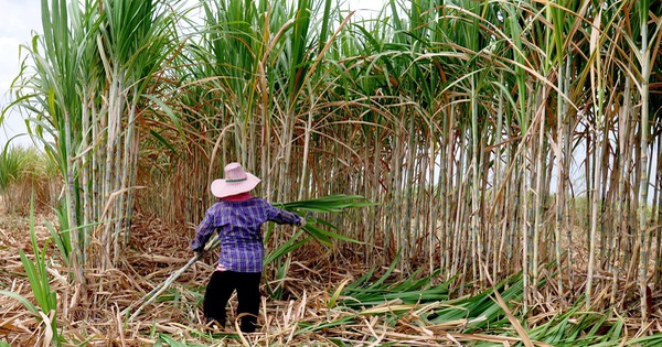 Cách Brazil, Úc… bảo vệ ngành mía đường nước nhà