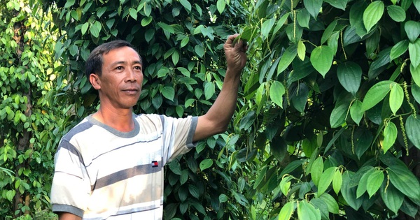 Olam - chuyên gia về các loại hạt