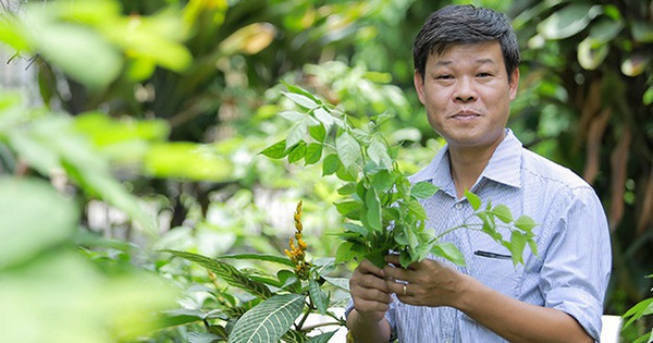 Lá non của cây dây thìa canh có đặc điểm gì?
