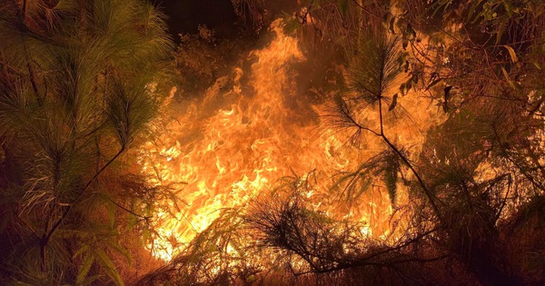 Cháy rừng thiêu rụi 16000 ha trong khu bảo tồn lớn nhất Bồ Đào Nha