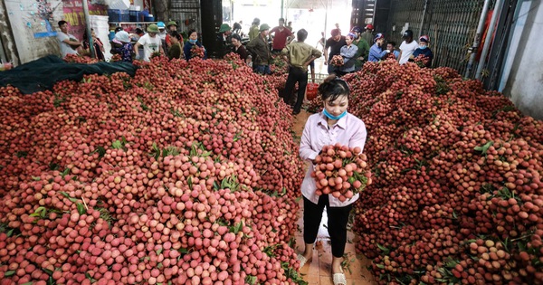 tuoitre.vn