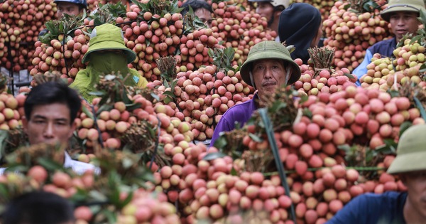 tuoitre.vn