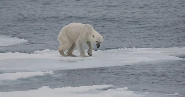 Gấu bắc cực có những đặc điểm nổi bật nào? 
