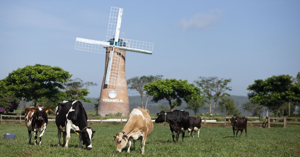 Bộ sưu tập các mô hình trang trại bò sữa ấn tượng của Vinamilk